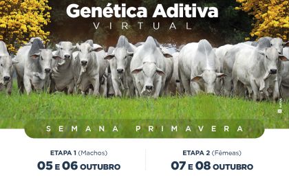 Genética Aditiva promove Semana Primavera com a oferta de touros e fêmeas da raça Nelore