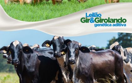 Genética Aditiva promove Leilão Gir e Girolando em julho