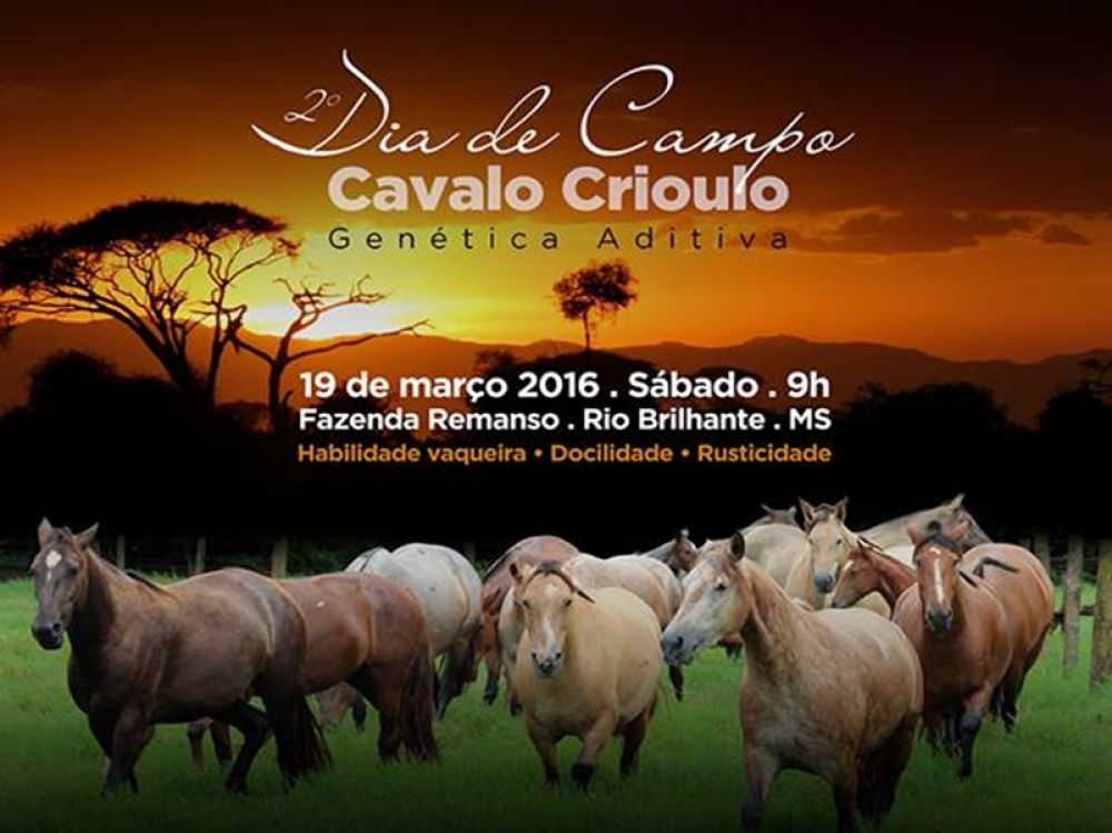 Adesivo Cavalo Crioulo 04 - Selaria Dias