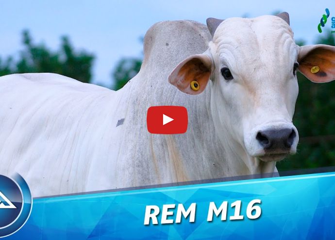 VÍDEO: REM M16 GENÉTICA ADITIVA (Nelore PO)