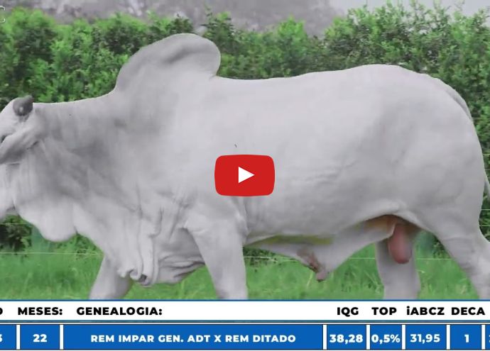 VÍDEO: REM1993M FIV GENETICA AD (Nelore PO)